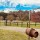 Willow's Rest ↠ Castella, Victoria