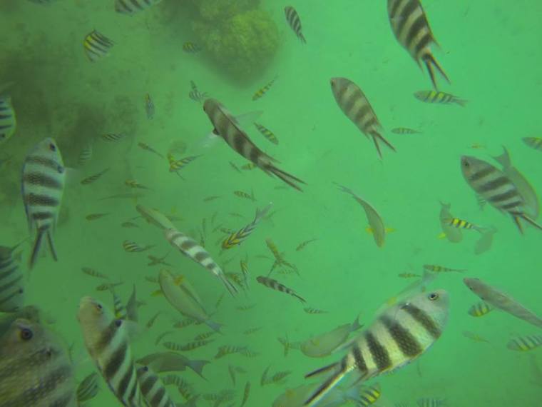 12552696_10205841880381338_8566128086180998947_n