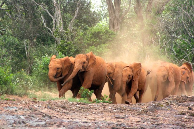 Elephant Orphanage 7