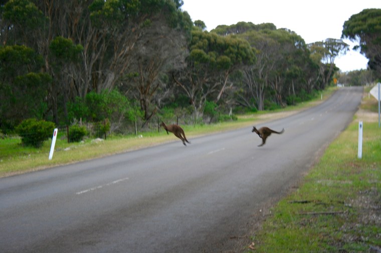 WALLABIE2.jpg