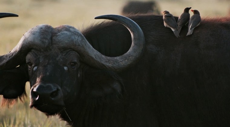 945071_10151711801221042_1144398054_n